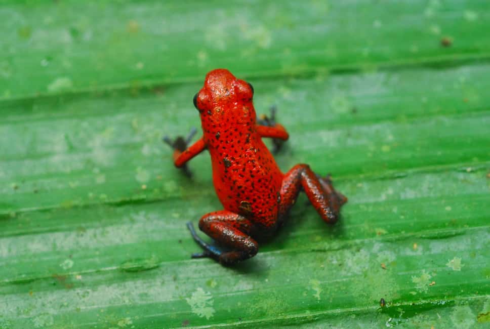 image n.34 of Carara National Park: Best Tour Carara National Park-One Day activity in Puntarenas Province, uploaded by supplier