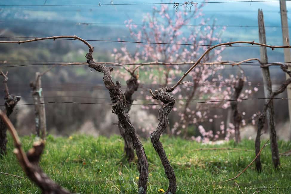 Bild Nr. 8 von Von Ljubljana aus: Vipava Valley Wine Express Tour Aktivität in Ljubljana, hochgeladen vom Anbieter