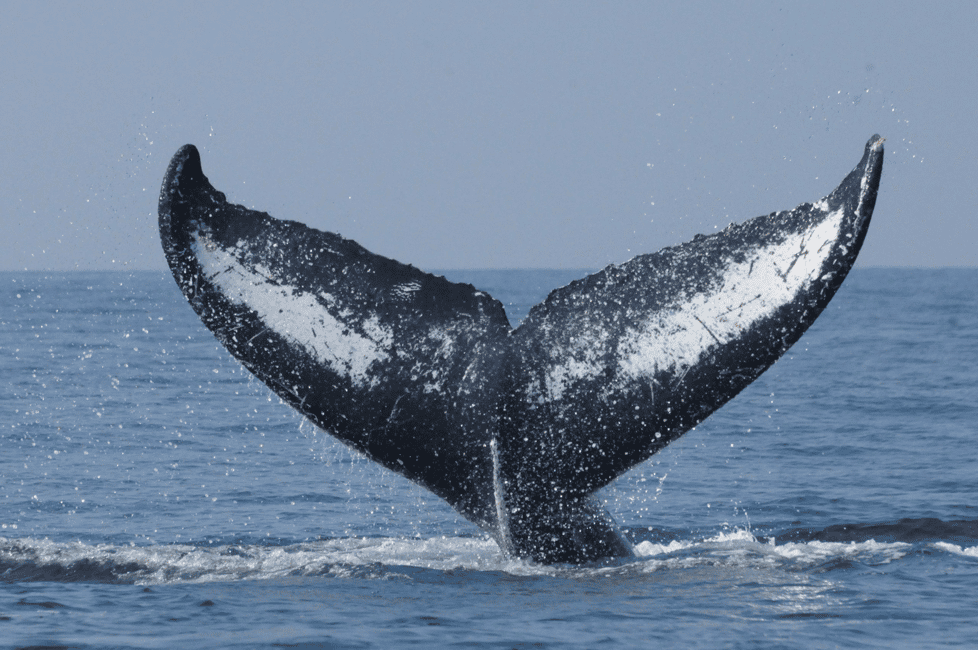 image n.16 of - From La Paz to Los Cabos: A Private Tour at Your Own Pace". activity in La Paz, Mexico, uploaded by supplier