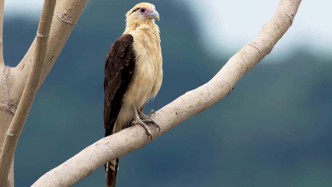 image n.74 of Carara National Park: Best Tour Carara National Park-One Day activity in Puntarenas Province, uploaded by supplier