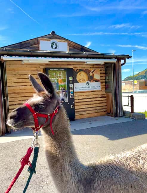 Bild Nr. 21 von Triesenberg: Spaziergang mit Lamas in den Bergen Aktivität in Triesenberg, hochgeladen vom Anbieter