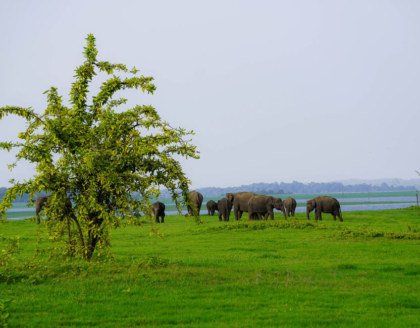 image n.12 of Kaudulla National Park Half Day Sri Lanka Jeep Safari activity in North Central Province, uploaded by supplier