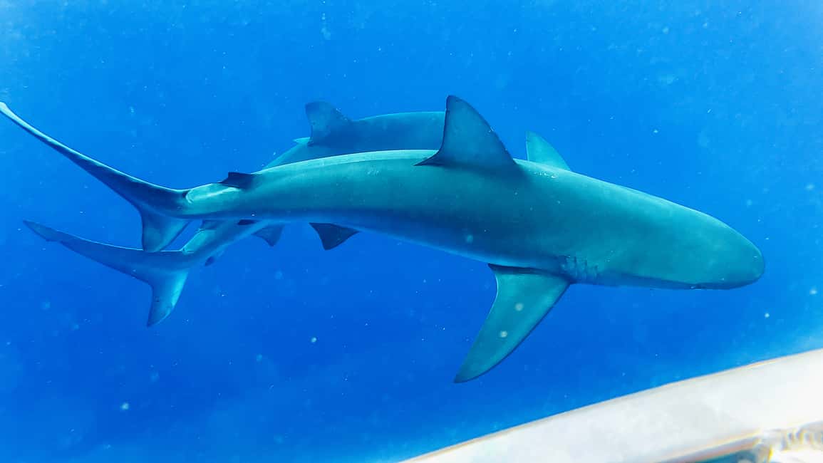 image n.14 of Oahu: Shark Cage Dive on the North Shore activity in Honolulu, uploaded by supplier