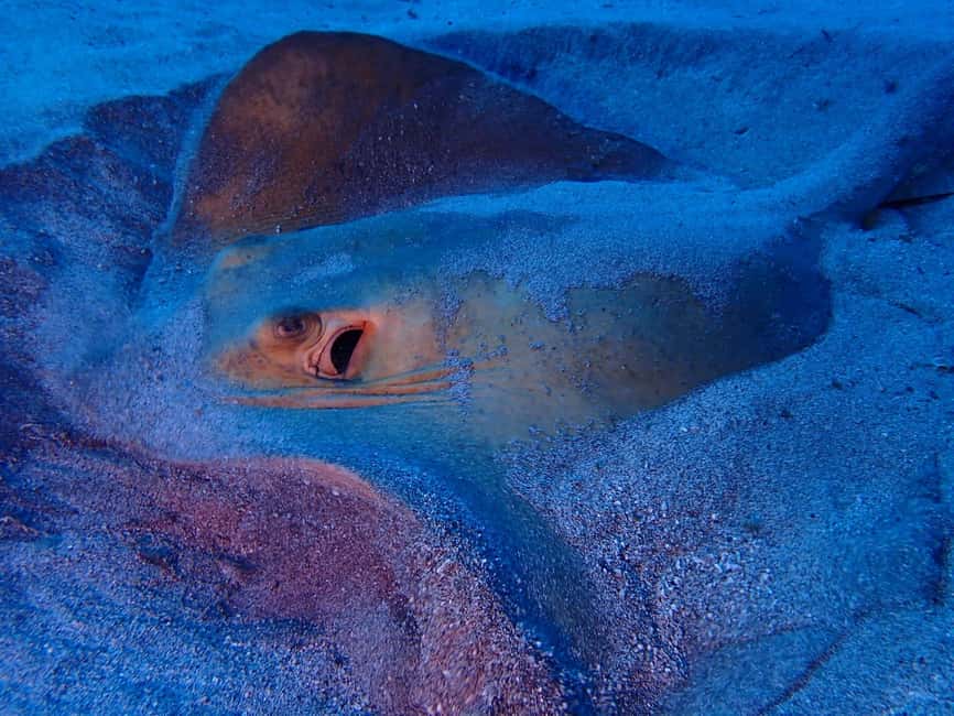 image n.8 of Tenerife: Half-Day Snorkeling Tour activity in Arico, uploaded by supplier