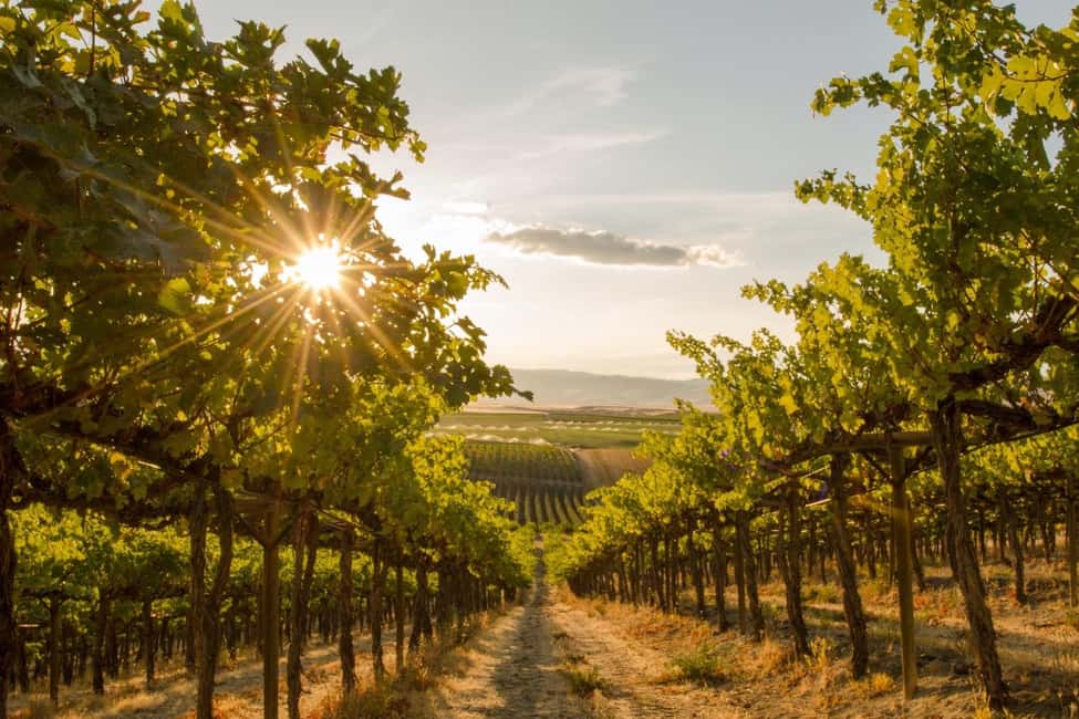 image n.4 of Penticton: Naramata Bench Full Day Guided Wine Tour activity in British Columbia, uploaded by supplier