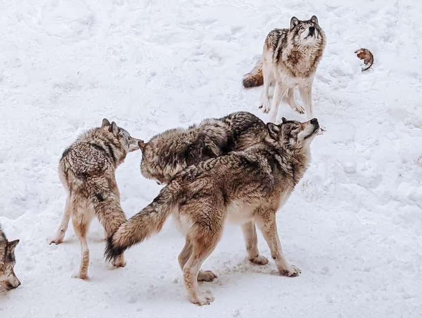 imagem n.9 de Otava: Safari privado de aventura na vida selvagem no Parc Omega atividade em Montebello, carregada pelo fornecedor