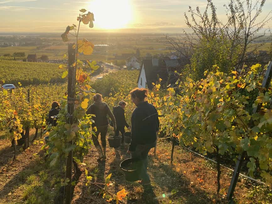 image n.11 of Dare to Alsace Wine with a Feminine Touch activity in Gueberschwihr, uploaded by supplier