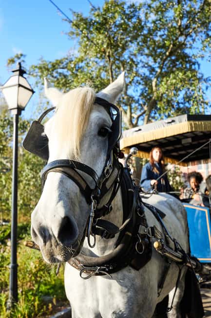 image n.7 of Charleston: Downtown Horse-Drawn Carriage Tour activity in Charleston, uploaded by supplier