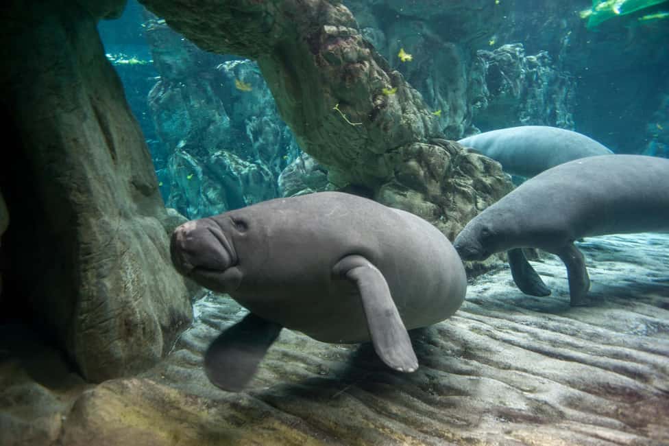 Image N°5 de Aquarium de Gênes + Focaccia activité à Gênes, publiée par le prestataire