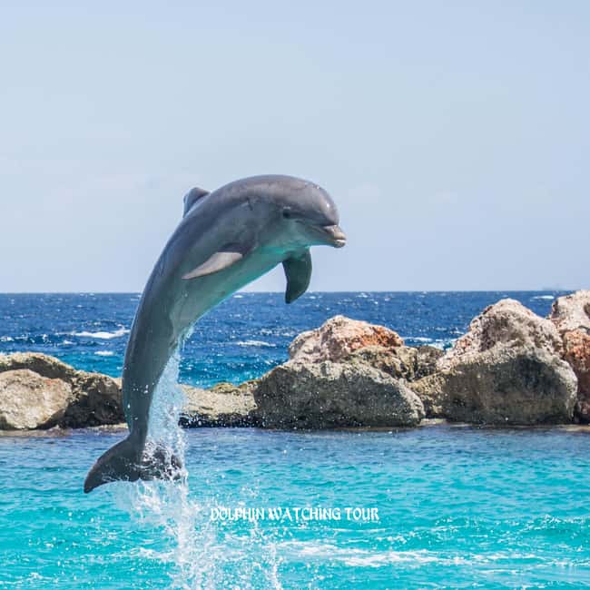 Immagine nº 4 di Tour di avvistamento dei delfini e snorkeling con trasferimenti dall'hotel attività a Mascate, caricata dal fornitore