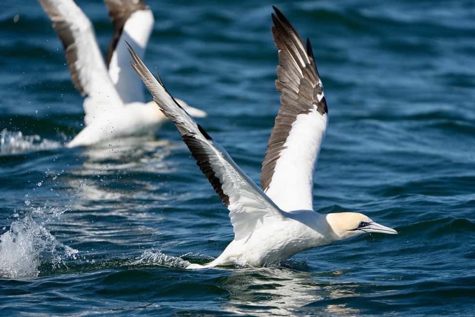image n.20 of Byron Bay: Whale Watching Cruise with a Marine Biologist activity in New South Wales, uploaded by supplier