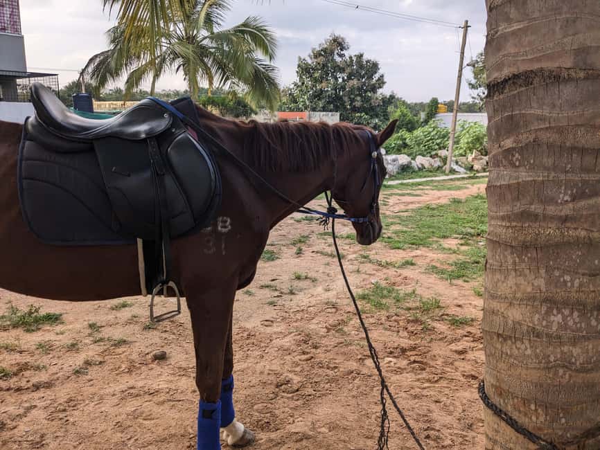 image n.1 of Bangalore: Horse Riding Safari Tour activity in Bangalore, uploaded by supplier