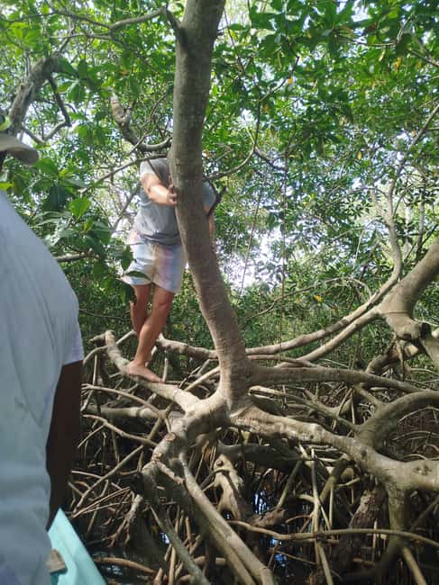 image n.32 of Cartagena: Sail in the mangroves of Cartagena activity in Cartagena, uploaded by supplier