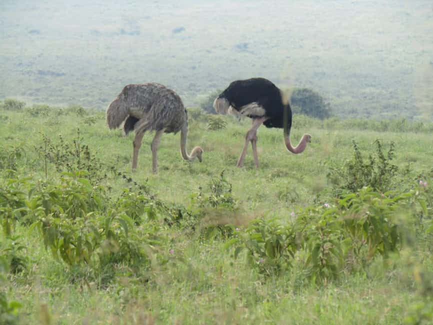 image n.59 of From Nairobi:Full Day Tour to Hell’s Gate National Park activity in Nakuru, uploaded by supplier