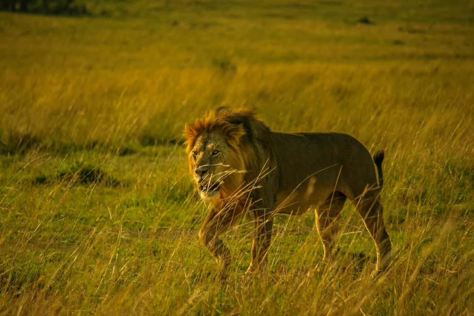 image n.24 of Kampala: 2-Day Murchison Falls National Park Safari activity in Pader District, uploaded by supplier