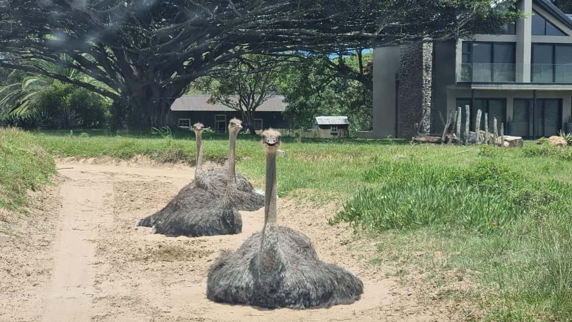 image n.19 of Addo Elephant Park and Kragga Kamma Game Park Combo activity in Gqeberha, uploaded by supplier