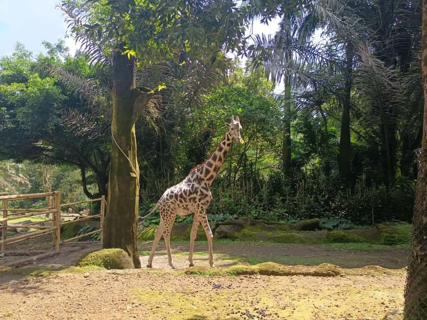 image n.21 of Jakarta : Taman Safari, Panda Palace, and Waterfall activity in Bogor, uploaded by supplier