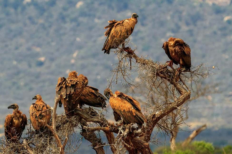 image n.8 of Mombasa: 3-Days 2-Nights Tsavo East and West Private Safari. activity in Coast Province, uploaded by supplier