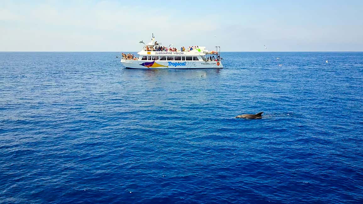 bild nr.3 av Mallorca: Kryssning med delfinskådning aktivitet i Calvià, uppladdad av arrangören