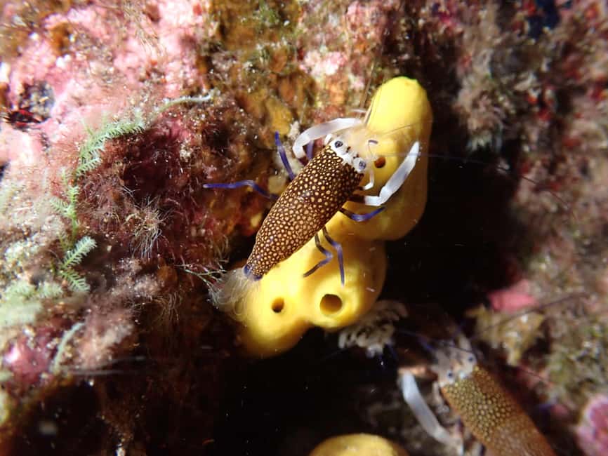 image n.9 of Night Snorkeling: An unforgettable experience! activity in Madeira, uploaded by supplier