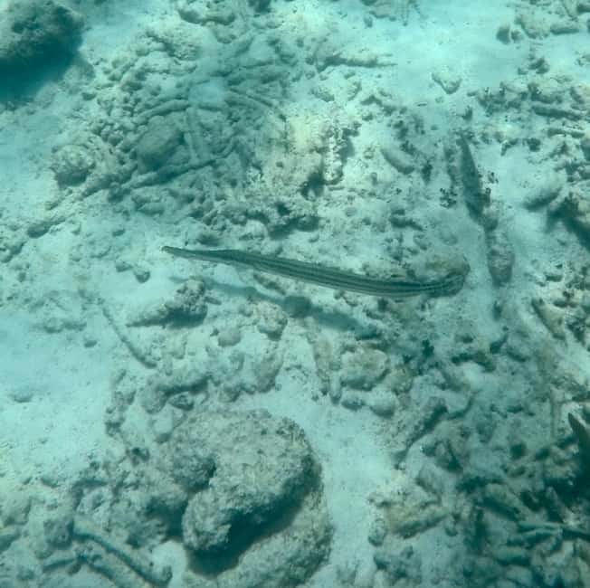 afbeelding n.21 van Akumal: Snorkelen met zeeschildpadden en koralen activiteit in Akumal, geüpload door aanbieder