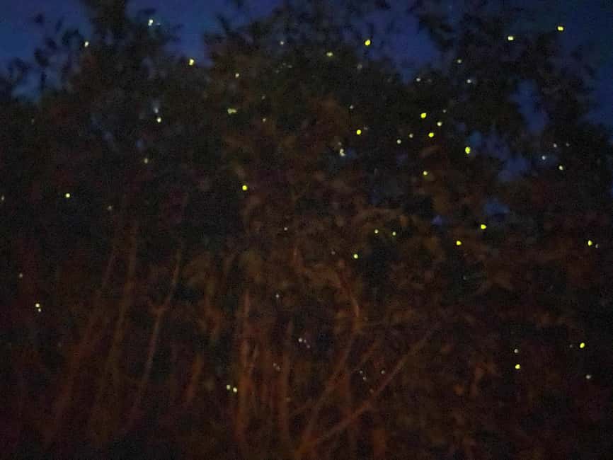 billede nr.2 af aktiviteten Kuala Lumpur: Kuala Selangor Fireflies and Blue Tears Tour i Kuala Selangor, uploadet af udbyder