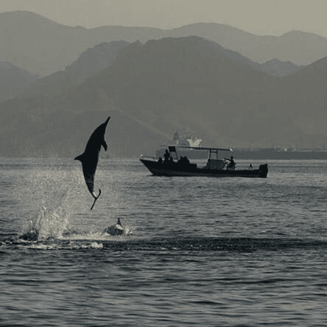 Immagine nº 5 di Muscat: gita in barca per l'osservazione dei delfini con snack e guida locale attività a Mascate, caricata dal fornitore