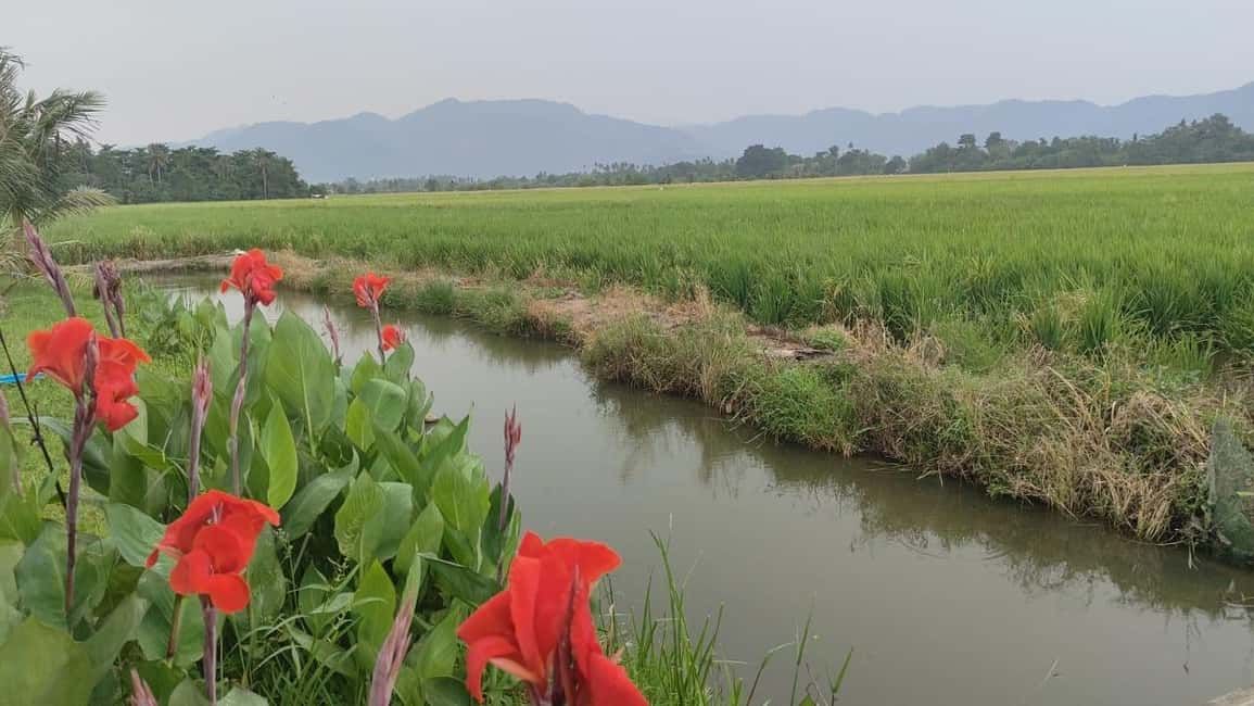 image n.3 of George Town: Balik Pulau Countryside Morning Cycling Tour activity in George Town, Malaysia, uploaded by supplier