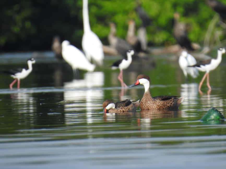 image n.7 of Cartagena: Sail in the mangroves of Cartagena activity in Cartagena, uploaded by supplier