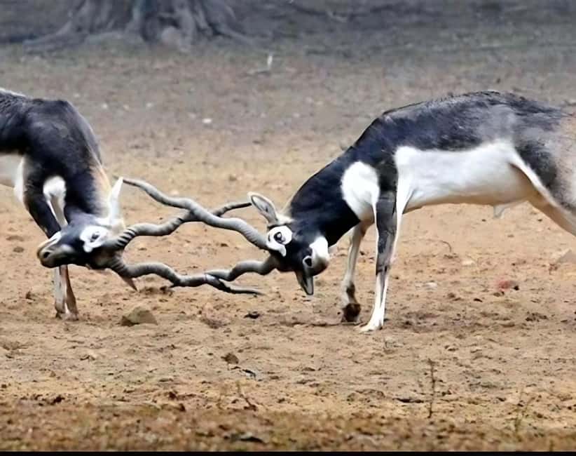 image n.10 of Bishnoi Village :Safari tour activity in Jodhpur, uploaded by supplier