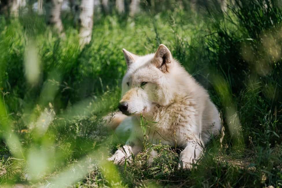 image n.9 of Cochrane: Yamnuska Wolfdog Sanctuary Tour activity in Cochrane, uploaded by supplier