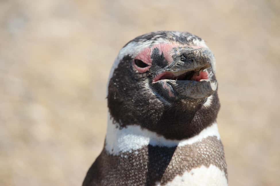 Bild Nr. 15 von Puerto Madryn: Punta Tombo Landausflug für Kreuzfahrtgäste Aktivität in Chubut Provinz, hochgeladen vom Anbieter