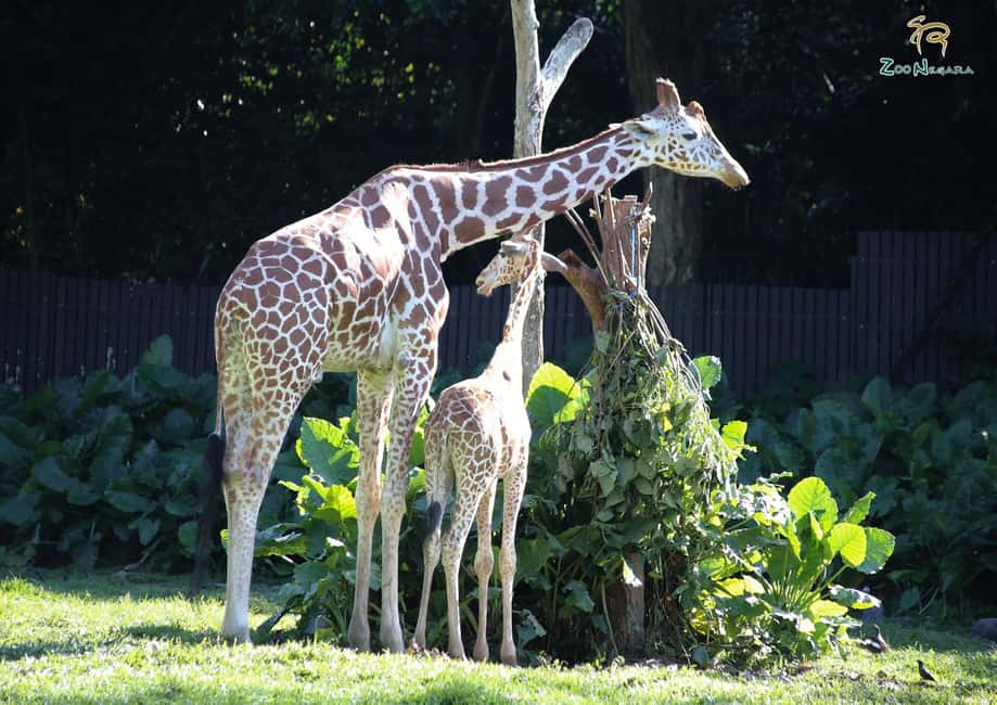 billede nr.10 af aktiviteten Selangor: Zoo Negara e-billet i Kuala Lumpur, uploadet af udbyder