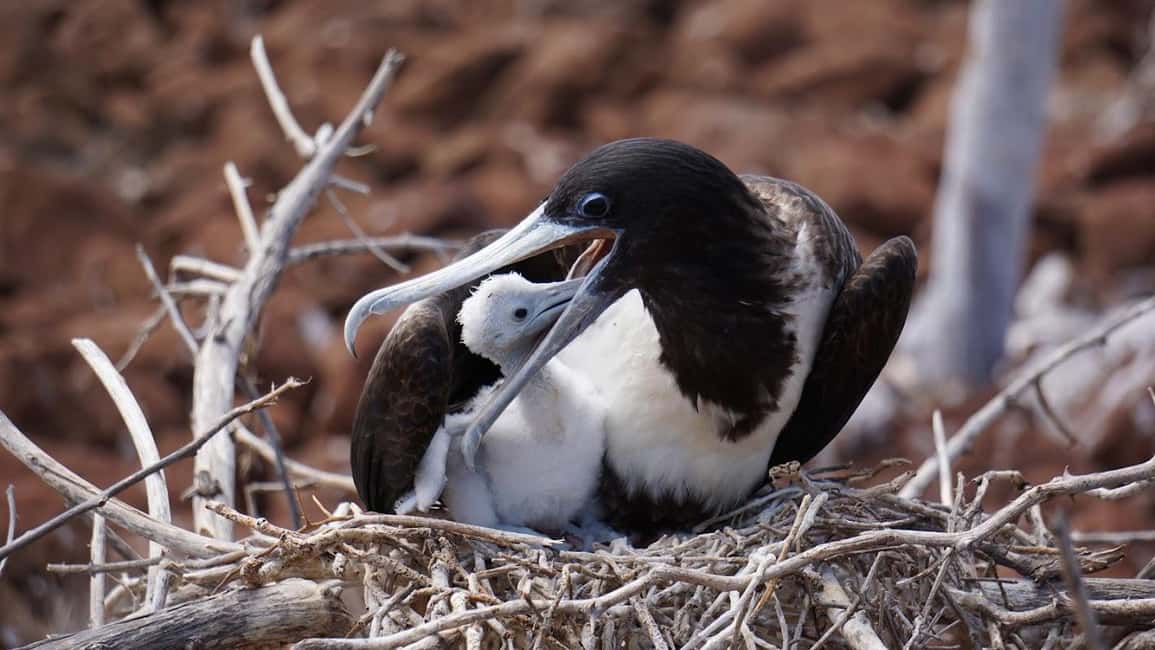 image n.6 of 4 Day Galapagos Land Tour activity in Galápagos Islands, uploaded by supplier