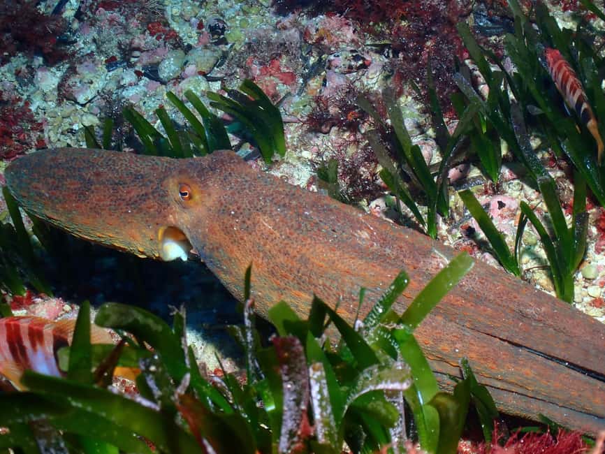 image n.16 of Menorca: Baptism Scuba Diving in Marine Reserve activity in Port d'Addaia, uploaded by supplier
