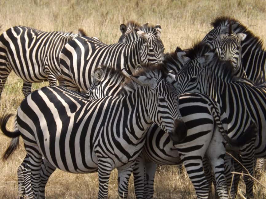 image n.9 of 3-Day Safari to Serengeti & Ngorongoro + Balloon experience activity in Mara Region, uploaded by supplier
