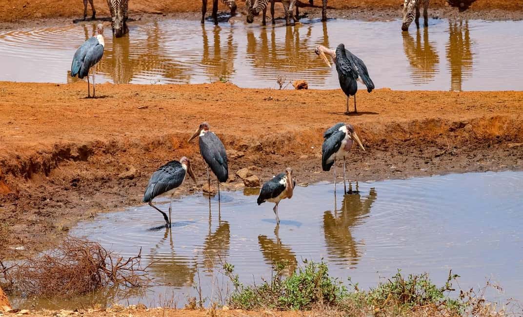 image n.5 of Mombasa: 3-Days 2-Nights Tsavo East and West Private Safari. activity in Coast Province, uploaded by supplier