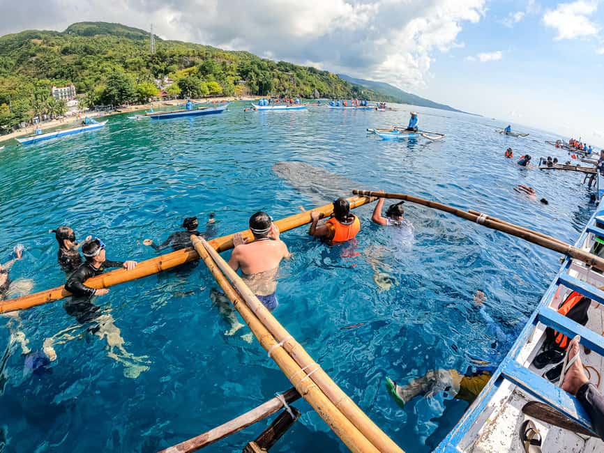 imagem n.2 de Cebu: tubarões-baleia de Oslob, corrida de sardinhas de Moalboal e tartarugas atividade em Cidade de Cebu, carregada pelo fornecedor
