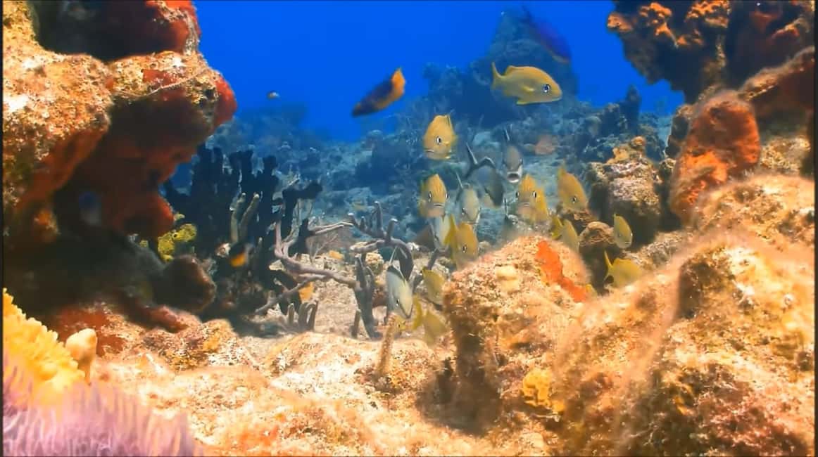 imagem n.3 de Montego Bay: Excursão particular de 1 dia para Negril atividade em Negril, carregada pelo fornecedor