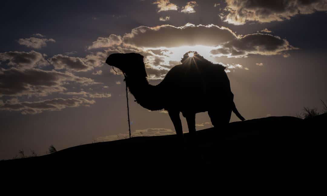 image n.14 of From Tunis Sousse & Hammamet: 2 Day desert tour & tent night activity in El Jem, uploaded by supplier