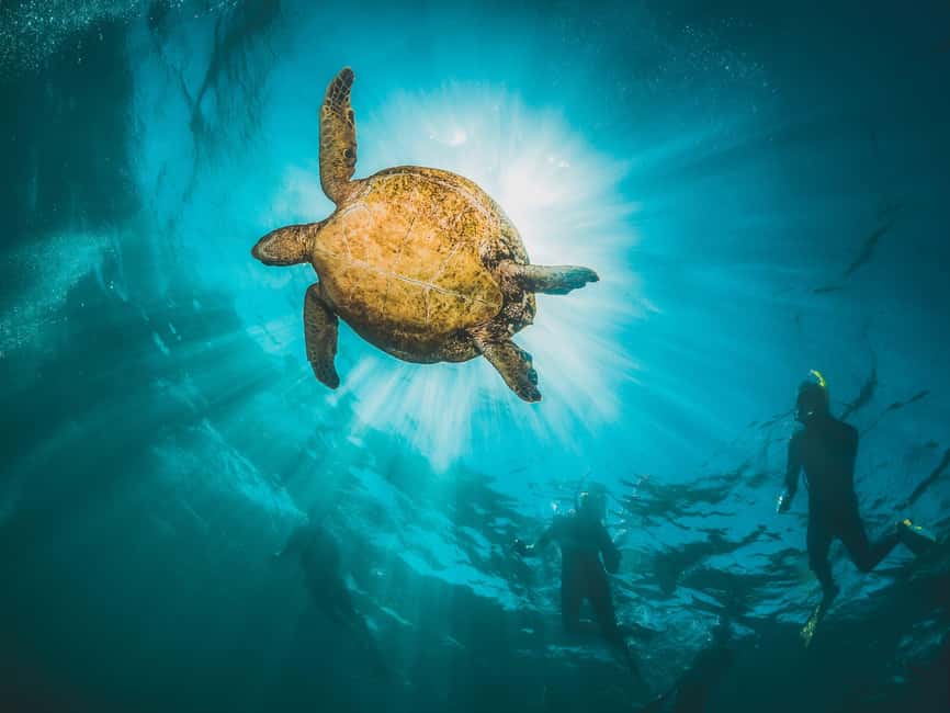 Immagine nº 11 di Muscat: Tour di snorkeling delle isole Daymaniat con rinfresco attività a Oman, caricata dal fornitore