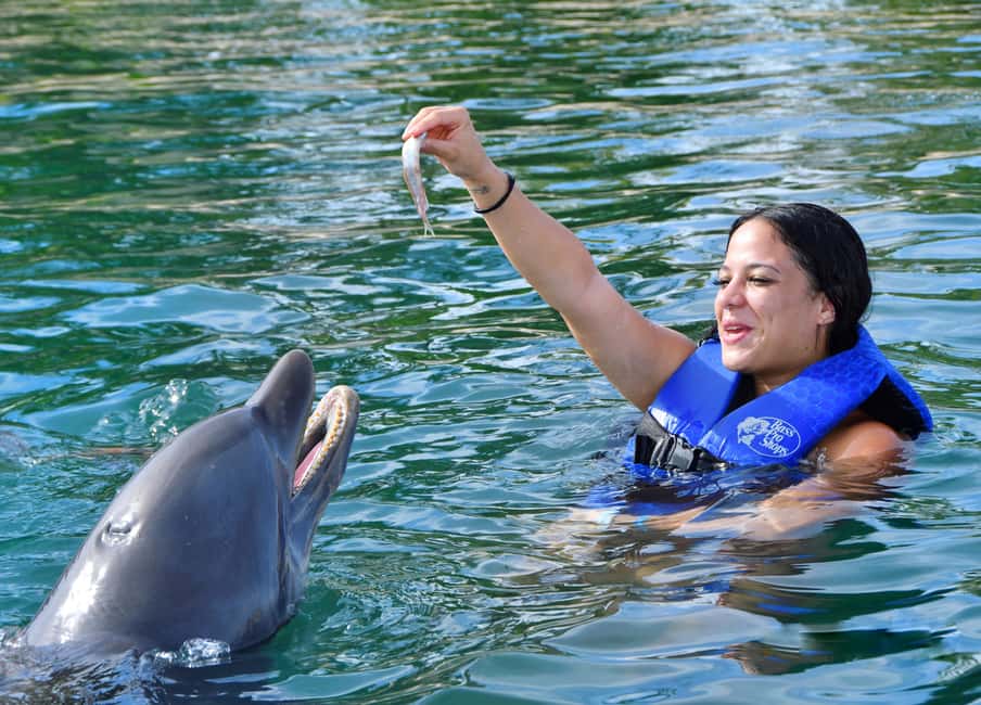 image n.3 of Puerto Plata Ocean World Dolphin Swim activity in Puerto Plata, uploaded by supplier