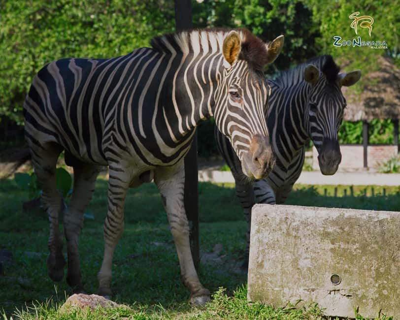 billede nr.9 af aktiviteten Selangor: Zoo Negara e-billet i Kuala Lumpur, uploadet af udbyder