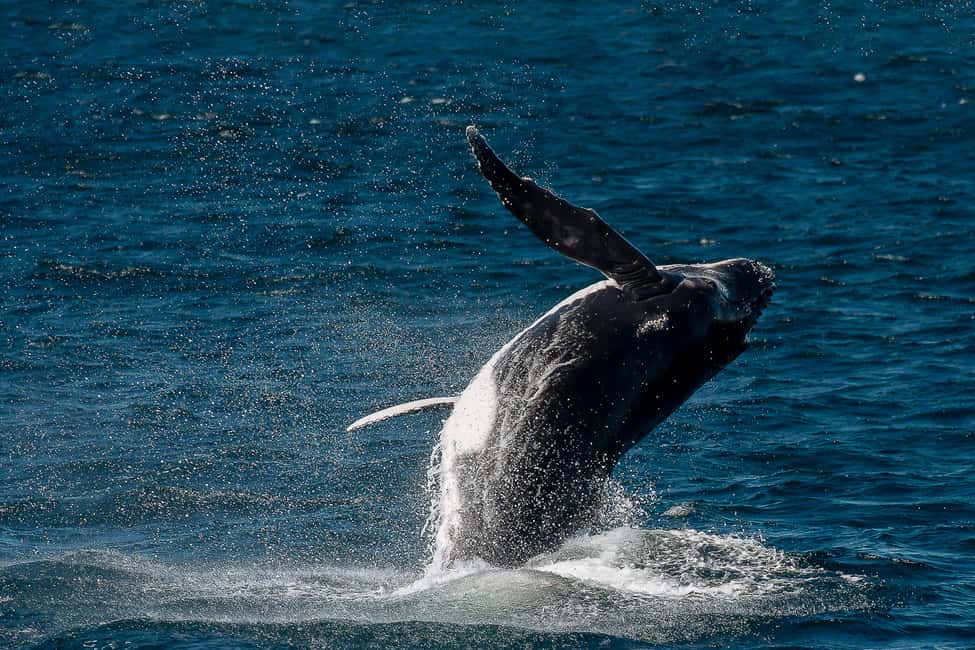 image n.6 of Sydney: Whale Watching Cruise & Wildlife Experience activity in Sydney, uploaded by supplier