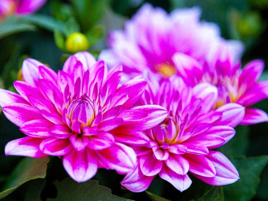 imagem n.15 de De Vancouver: Excursão de 1 dia a Victoria e Butchart Gardens atividade em Colúmbia Britânica, carregada pelo fornecedor
