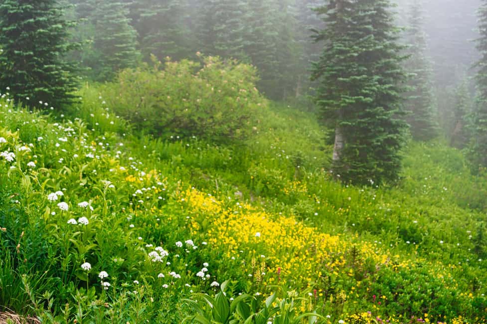 image n.14 of From Seattle: Mount Rainier National Park Guided Tour activity in Washington (State), uploaded by supplier