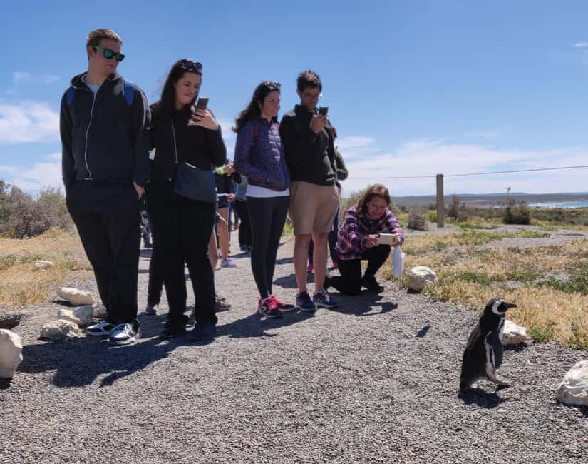 Bild Nr. 1 von Punta Tombo Cruise Landausflug - Spaziergang zwischen Pinguinen Aktivität in Chubut Provinz, hochgeladen vom Anbieter