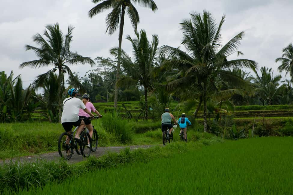 image n.10 of Ubud: Downhill Cycling with Volcano, Rice Terraces, and Meal activity in South Batur, uploaded by supplier