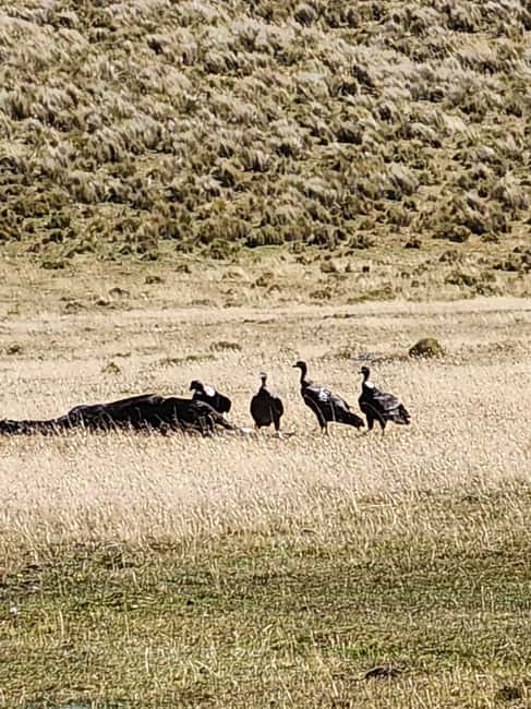 Immagine nº 16 di Vulcano Cotopaxi: escursione a cavallo di un'intera giornata per principianti attività a Cantone di Latacunga, caricata dal fornitore