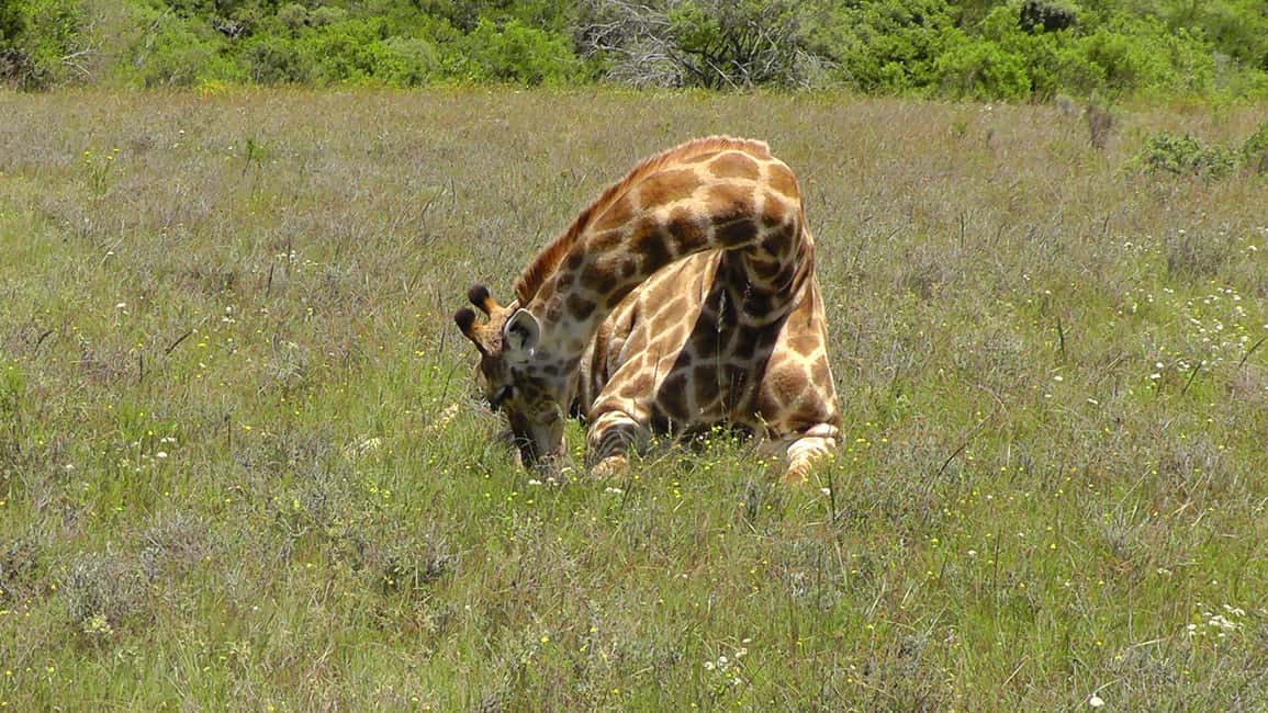 image n.13 of Port Elizabeth:2-Day Schotia Safaris & Addo Wildlife Reserve activity in Eastern Cape, uploaded by supplier
